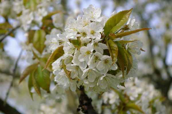  späte Blüte
