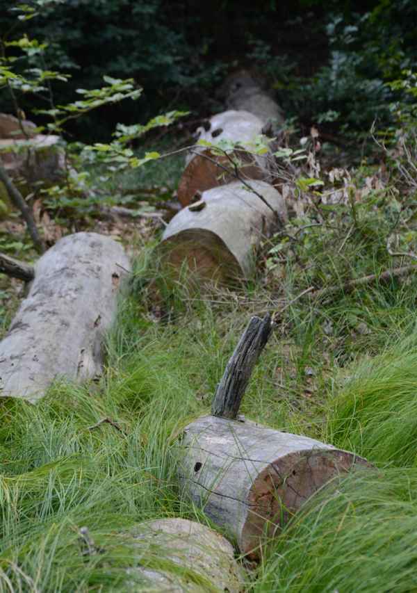 gefällt und liegengeblieben