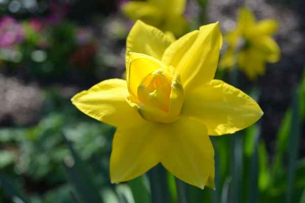 gefüllte Osterglocke