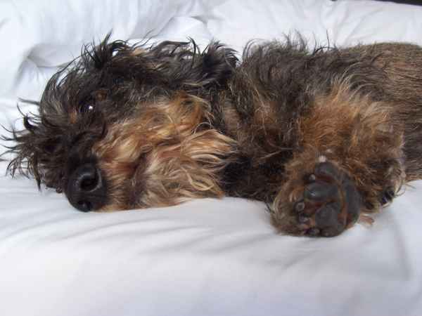 Wo schläft Hund am liebsten? Im Bett natürlich...