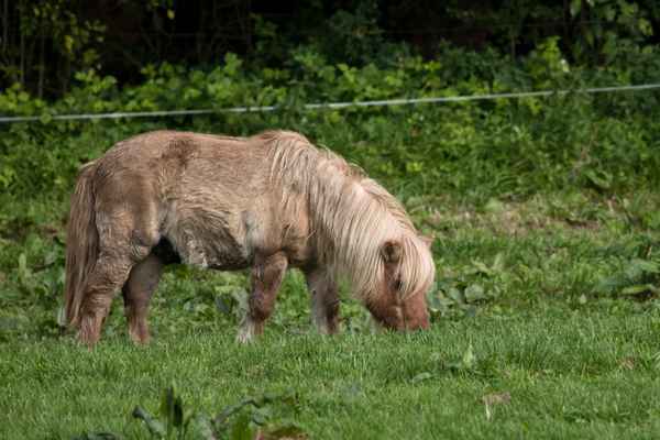 Ponys im Oberberg II