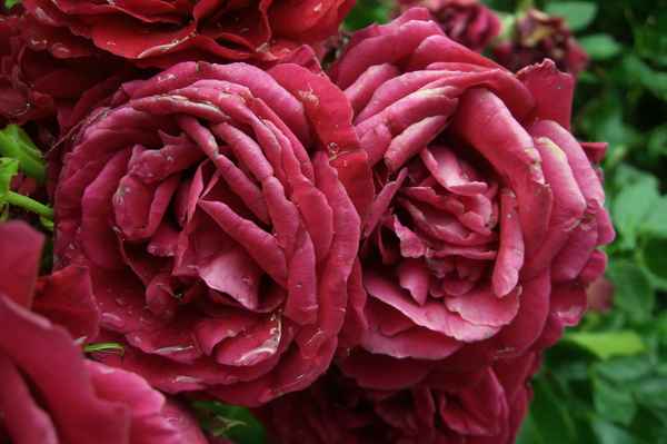Rosen