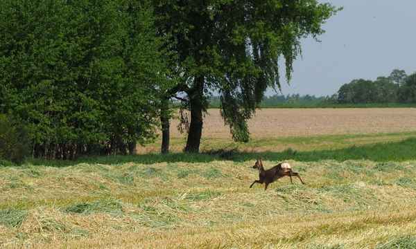 schnell in sicherheit bringen