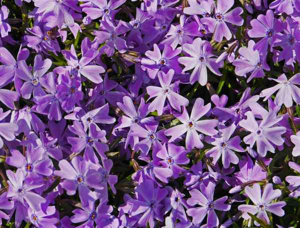 Bodendecker in Blüte