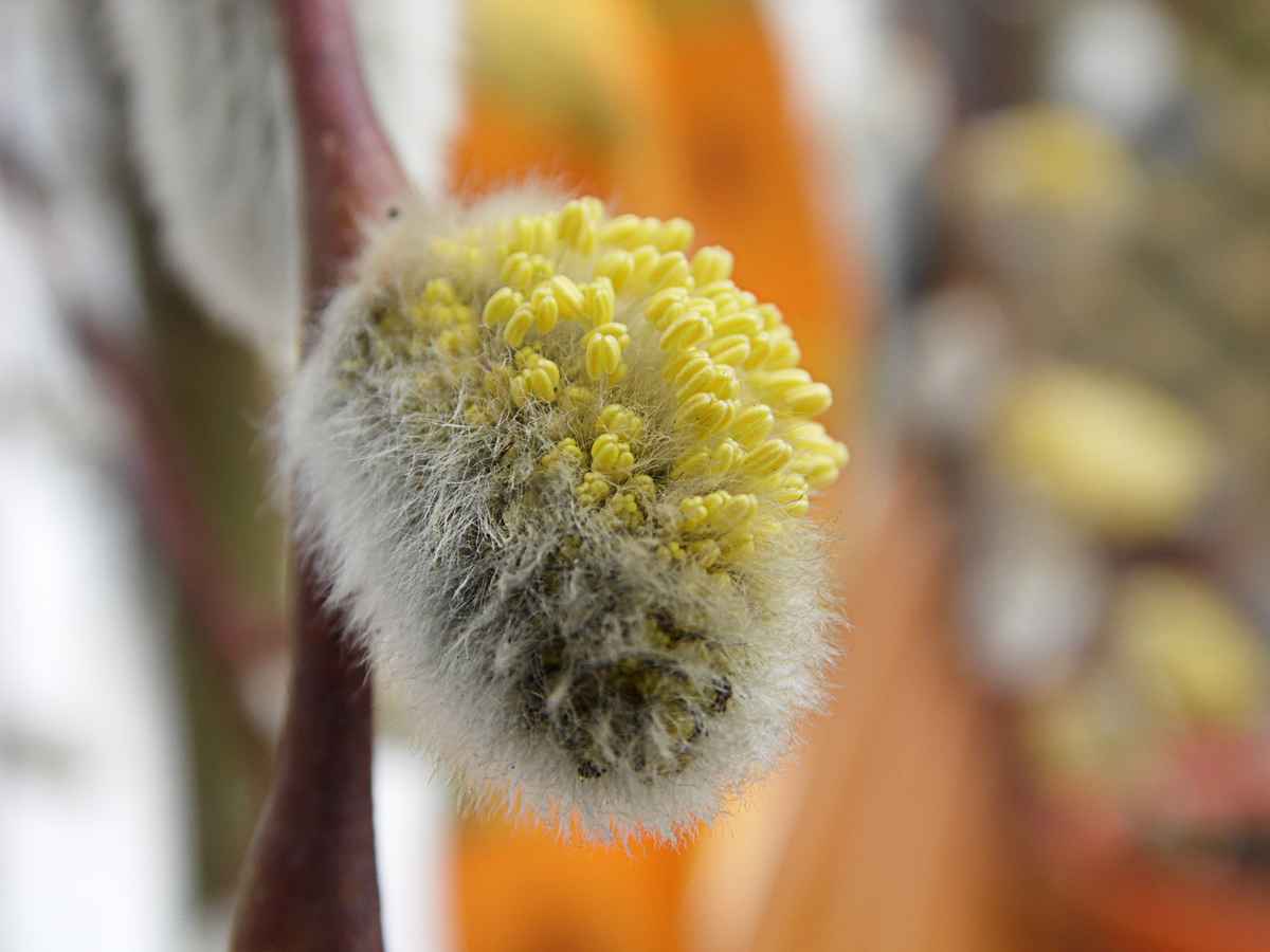 Kätzchenweide im Übergang zur Blüte
