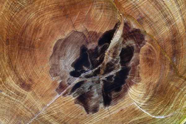 Schnitt durch den Buchenstamm