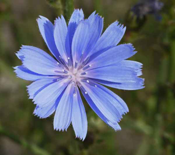 Blüte der Wegwarte