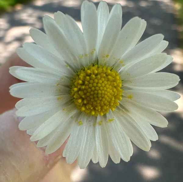 Kamillenblüte