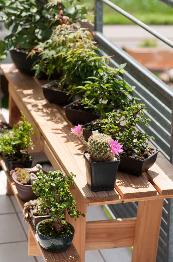 Blühender Kaktus und Bonsai Bäume