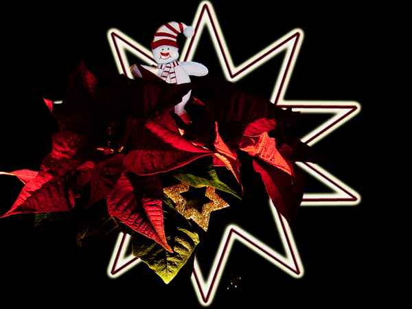 The Star's are shining