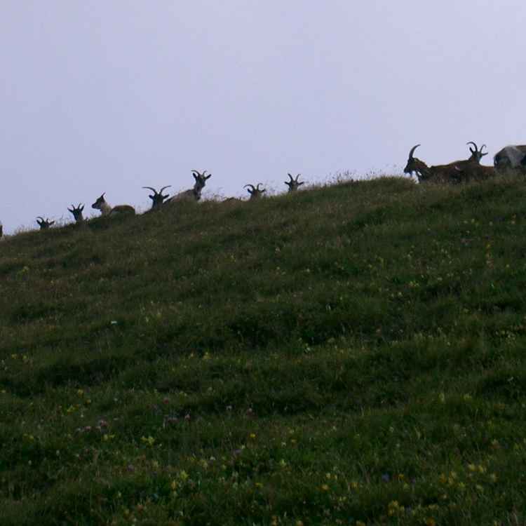 Ziegen am Berg