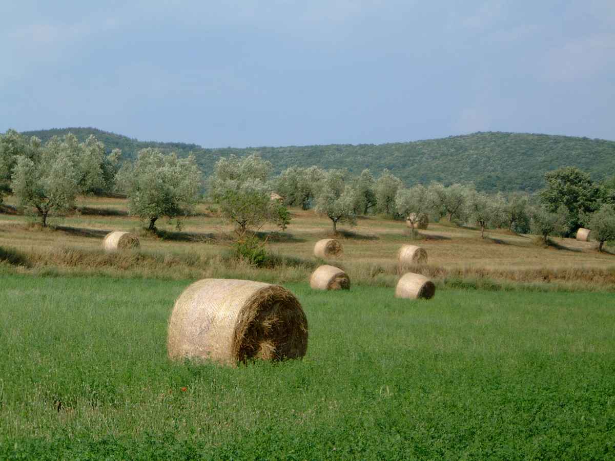 Heuballen vor Olivenbäumen