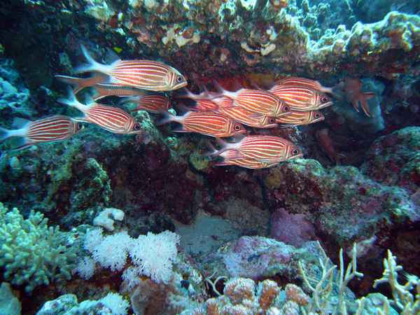  jk-0152 soldatenfische