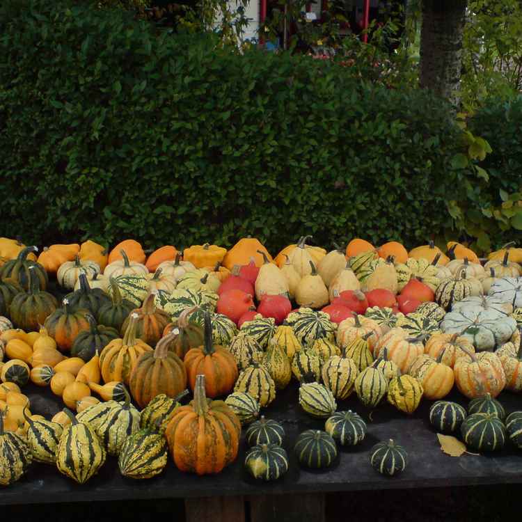 Bunte Herbstboten2