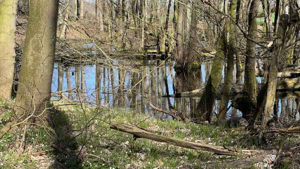 T&uuml;mpel in Petriholz bei Rieseby im Fr&uuml;hjahr