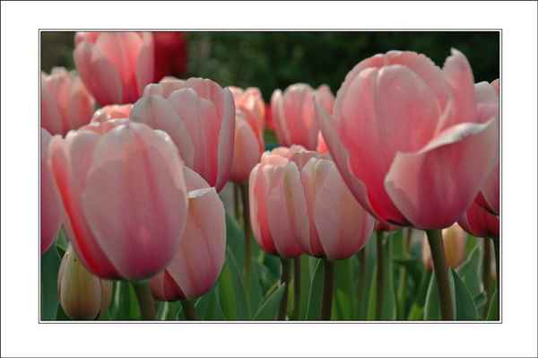 Tulips IV