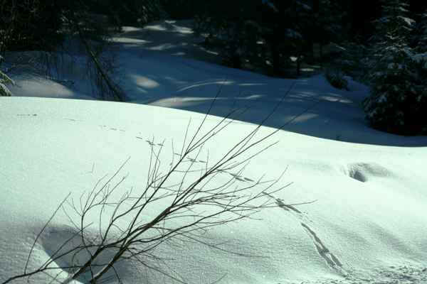  Spuren im Schnee
