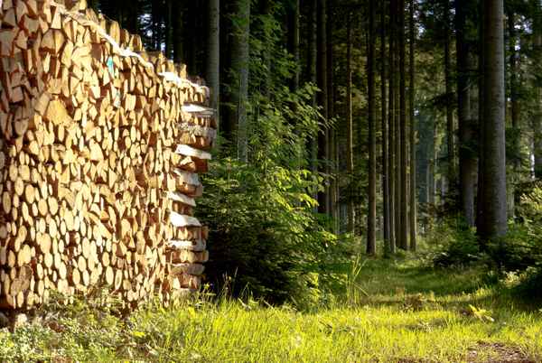 Holzlager im Wald