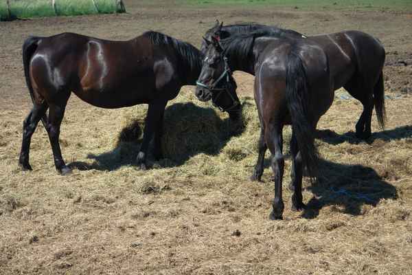 Dreierkonferenz der Rappen