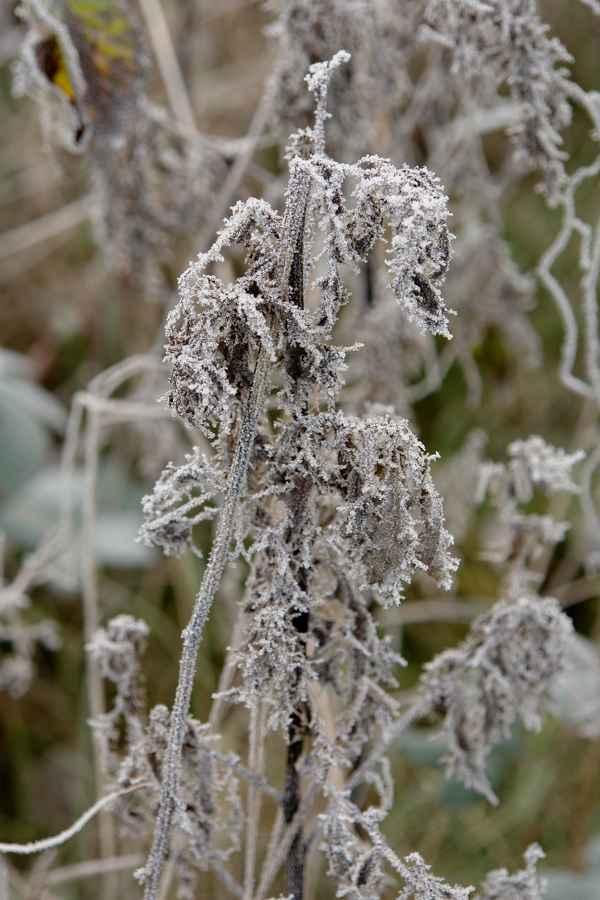 gefrostete Distel