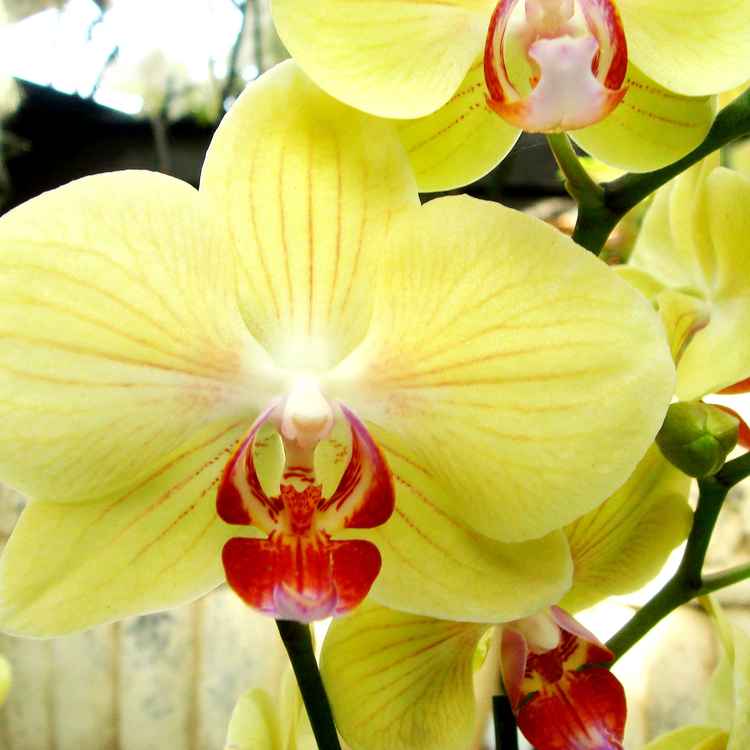 Orchidee_1