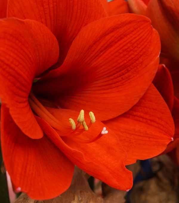 Lilienblüte knackig rot