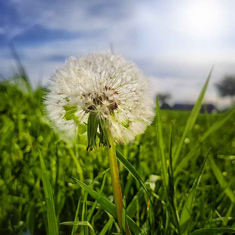 Pusteblume im Gras