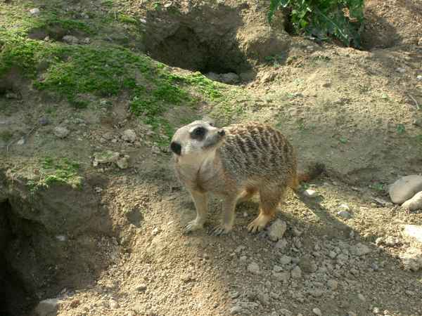 Erdmännchen