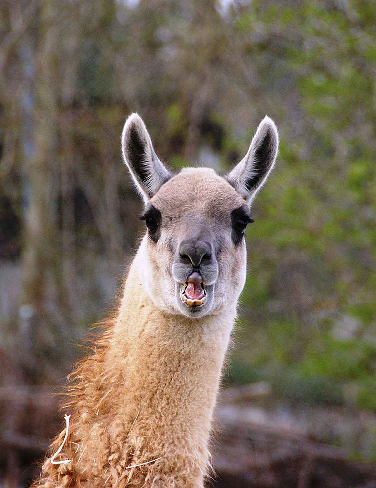 Guanako 2