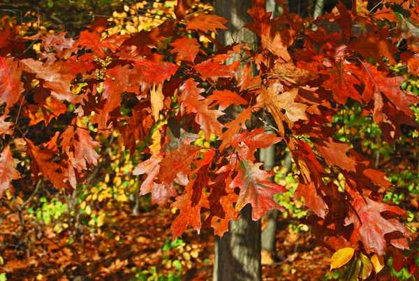 Bunter Herbst