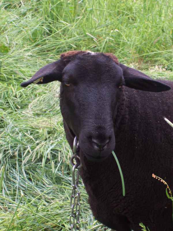 cooles schwarzes Schaf