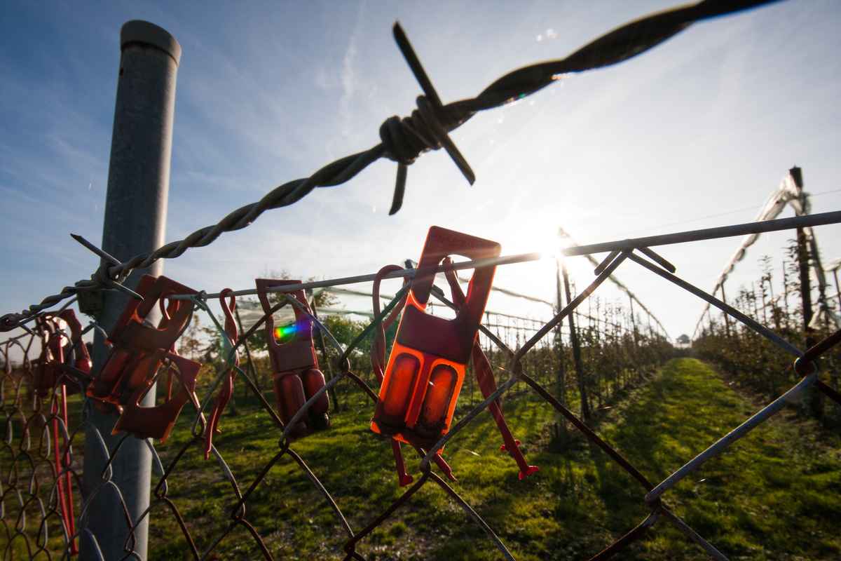 Stacheldraht, Maschendratzaun und Schädlingsbekämpfungsmittel im Herbstlicht