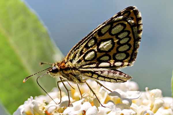 spiegelfleck dickkopffalter