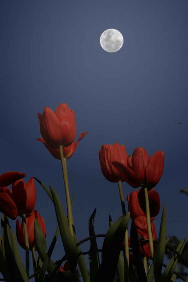 Mondtulpe