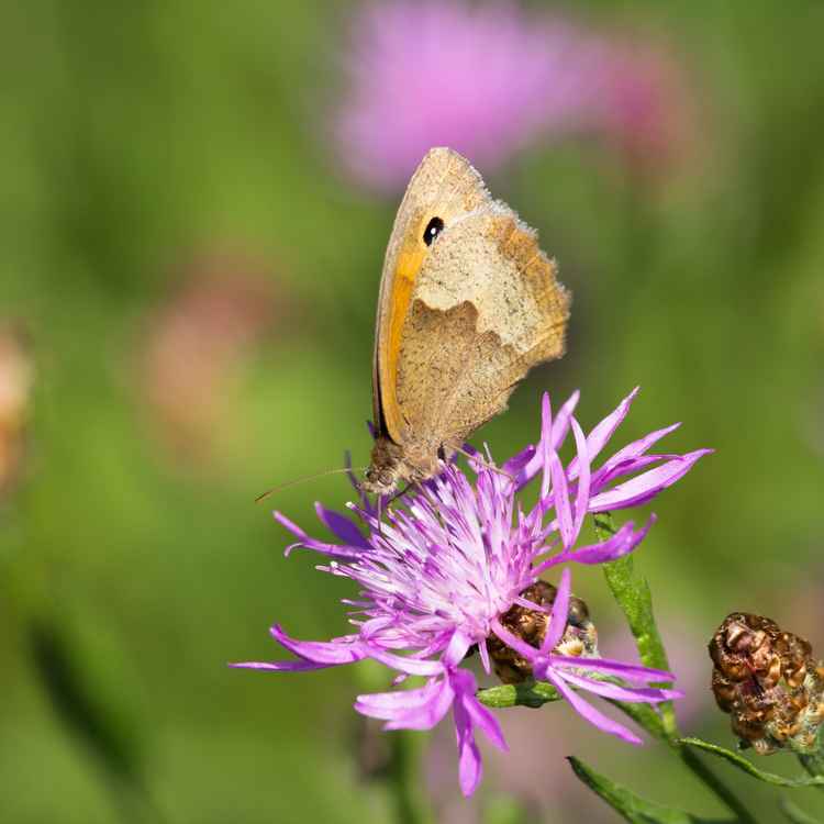 Ochsenauge auf Flockenblume