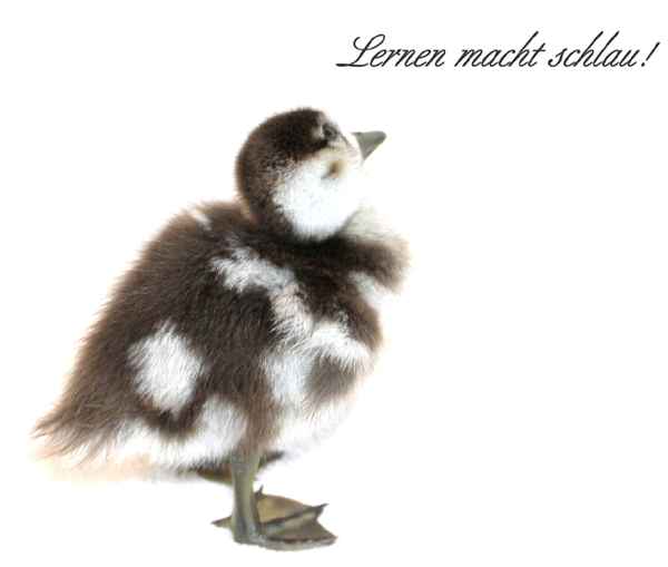 STIMMT!