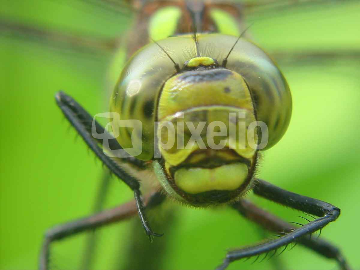 Libelle
