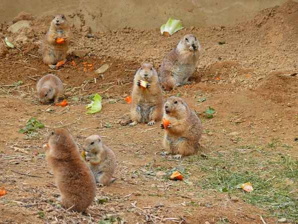 Fressende Präriehunde