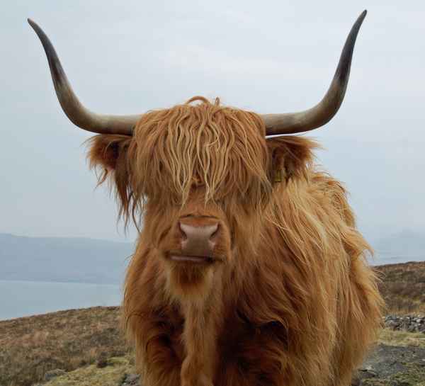 Highland Cattle