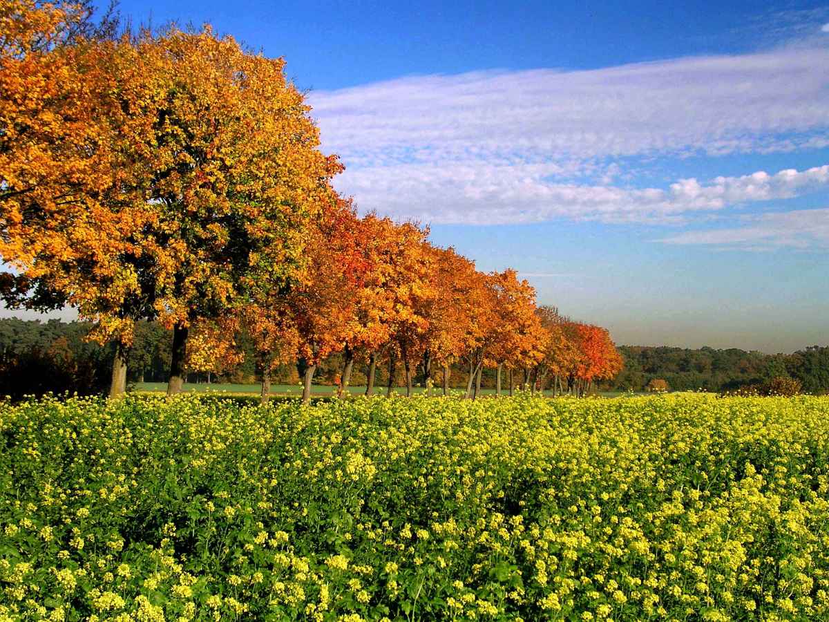 Indian Summer im Münsterland