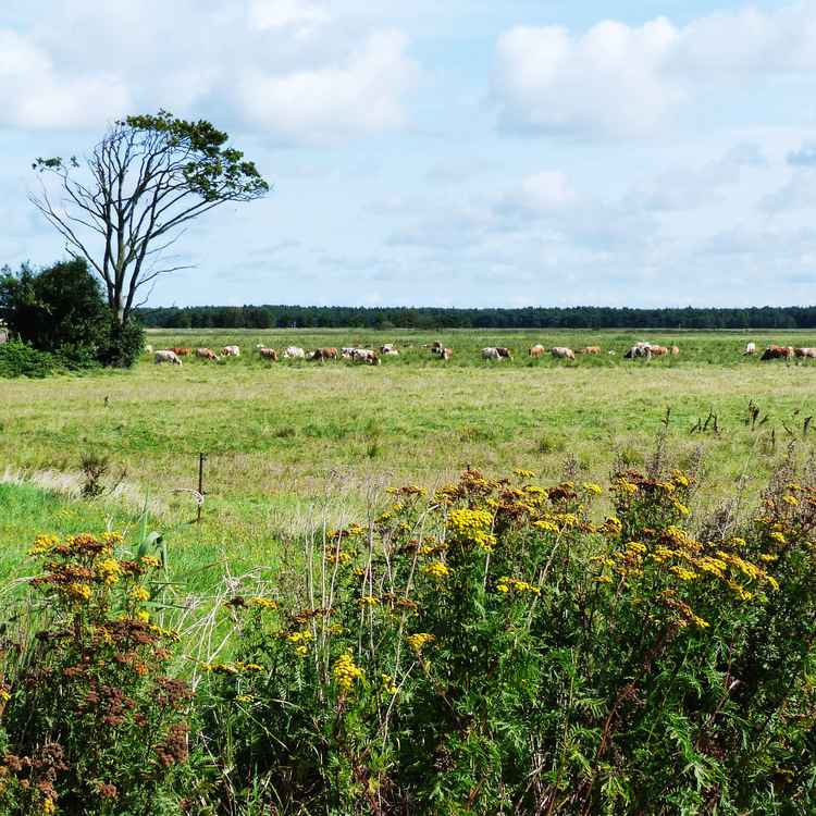 Boddenwiese am Radweg