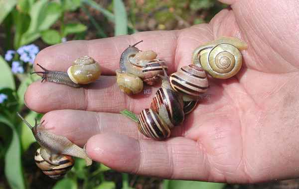Eine Handvoll Schnecken
