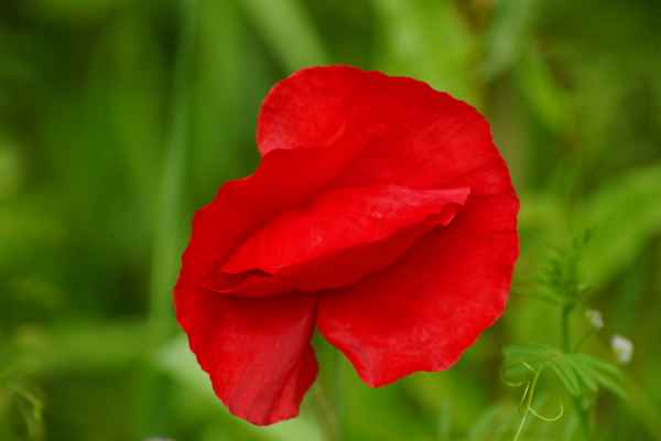Roter Blütentraum