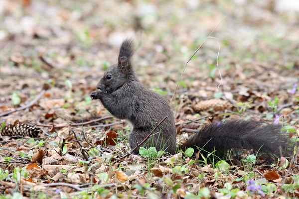 Eichh&ouml;rnchen