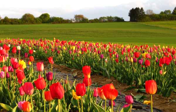 Tulpenfeld im Abendlicht_quer