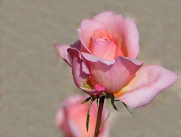 Roseblüte in zartrosa