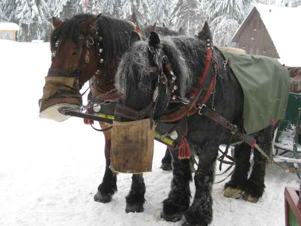 Pferdeschlitten
