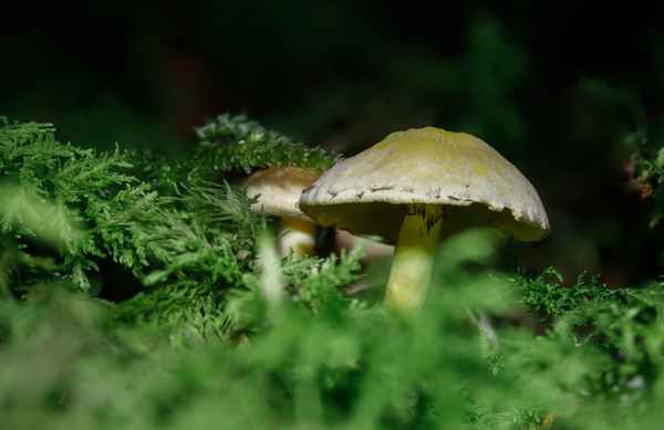 Pilz-Vorhut im Juni