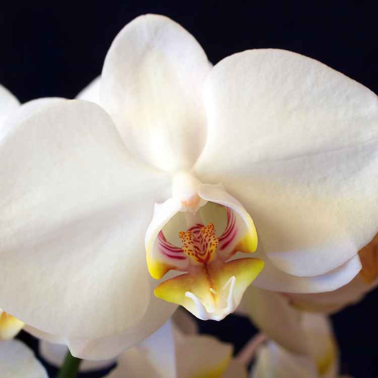 Orchideenblüte