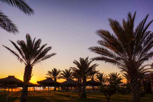 Sundown mit Palmen 2